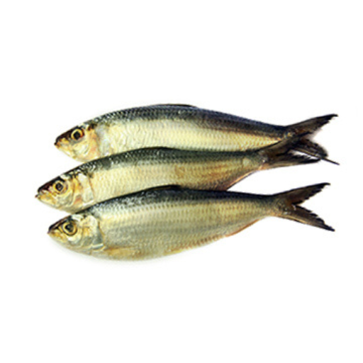 Sea Chapila